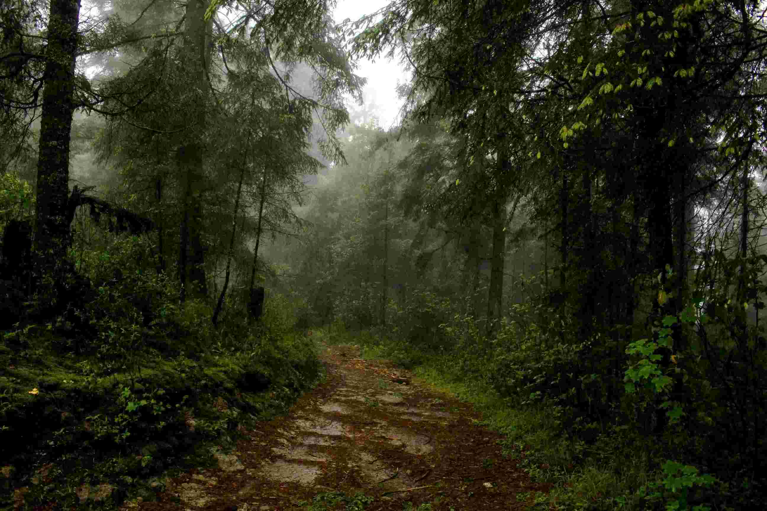 Hutan Kabut