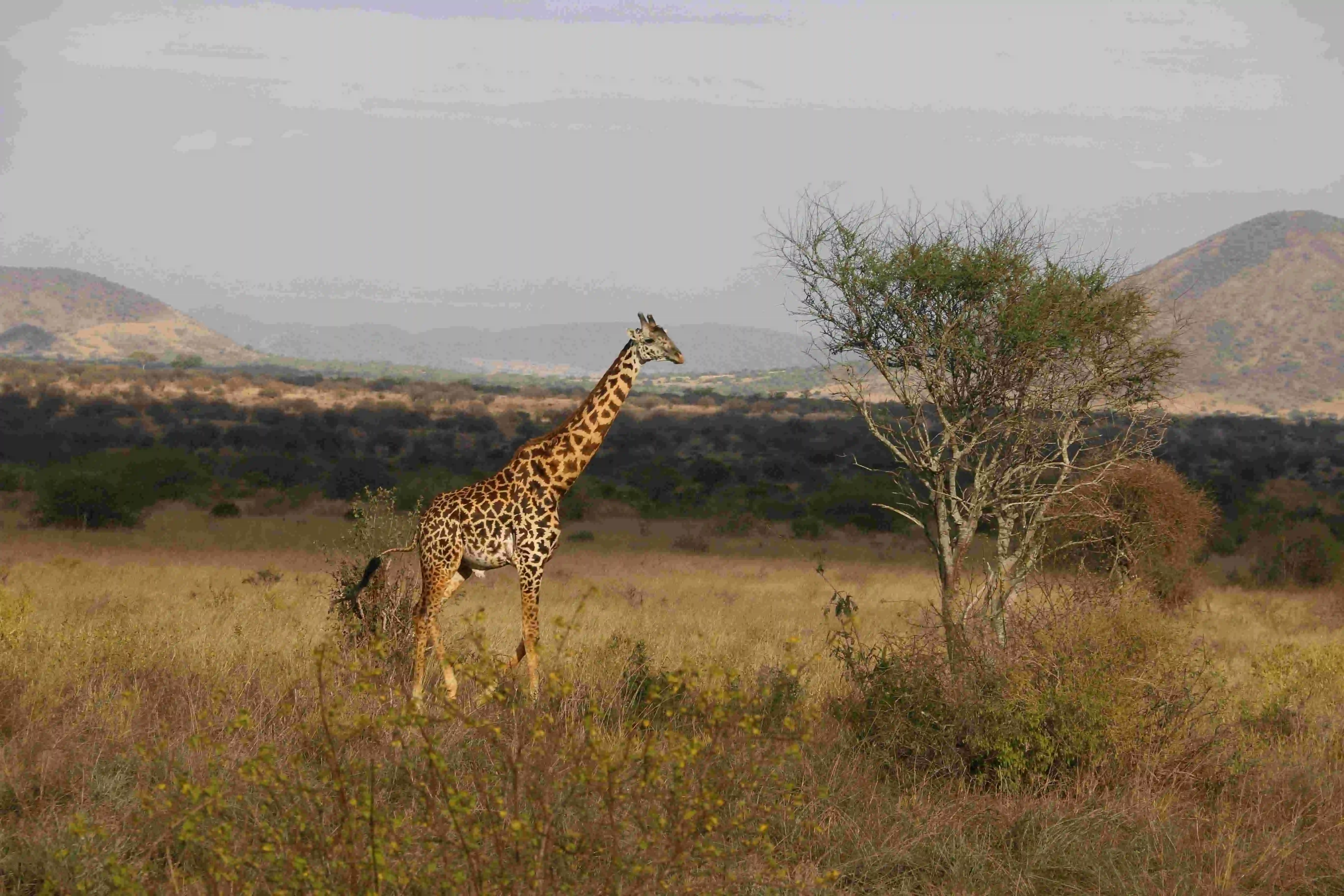 Wildlife Safari